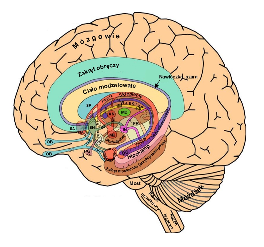 Neuroanatomia systemu limbicznego